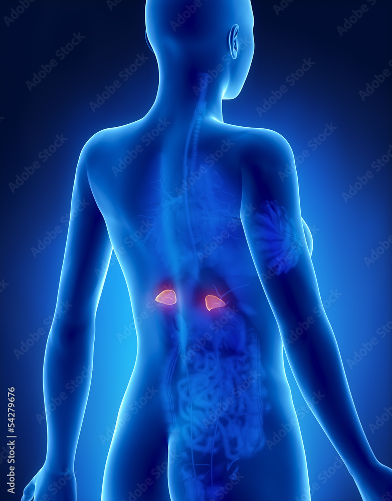 Female ADRENAL anatomy x-ray posterior view Female ADRENAL anatomy x-ray posterior view
