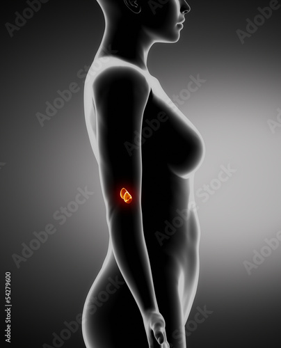 Female ADRENAL anatomy x-ray left view