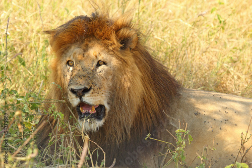 Fototapeta Naklejka Na Ścianę i Meble -  Male lion resting