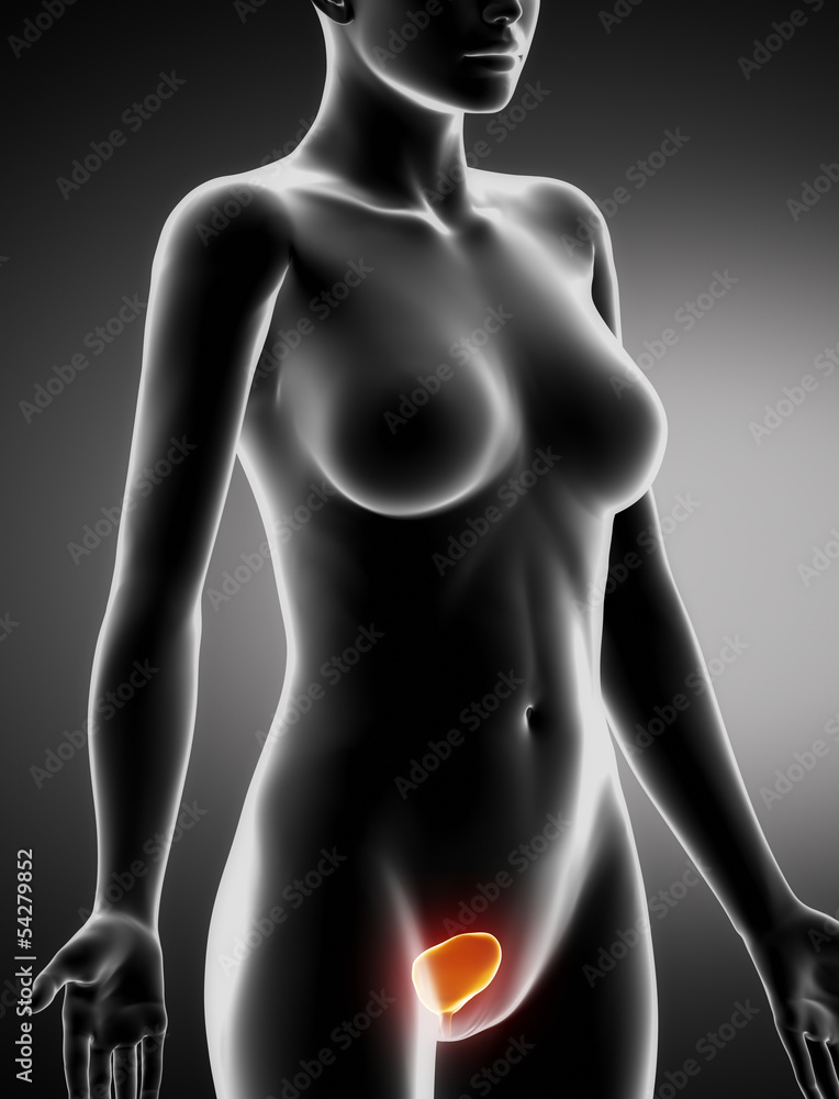 Female BLADDER anatomy x-ray lateral view Female BLADDER anatomy x-ray lateral view