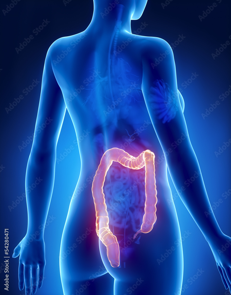 Female COLON anatomy x-ray posterior view Stock Illustration | Adobe Stock