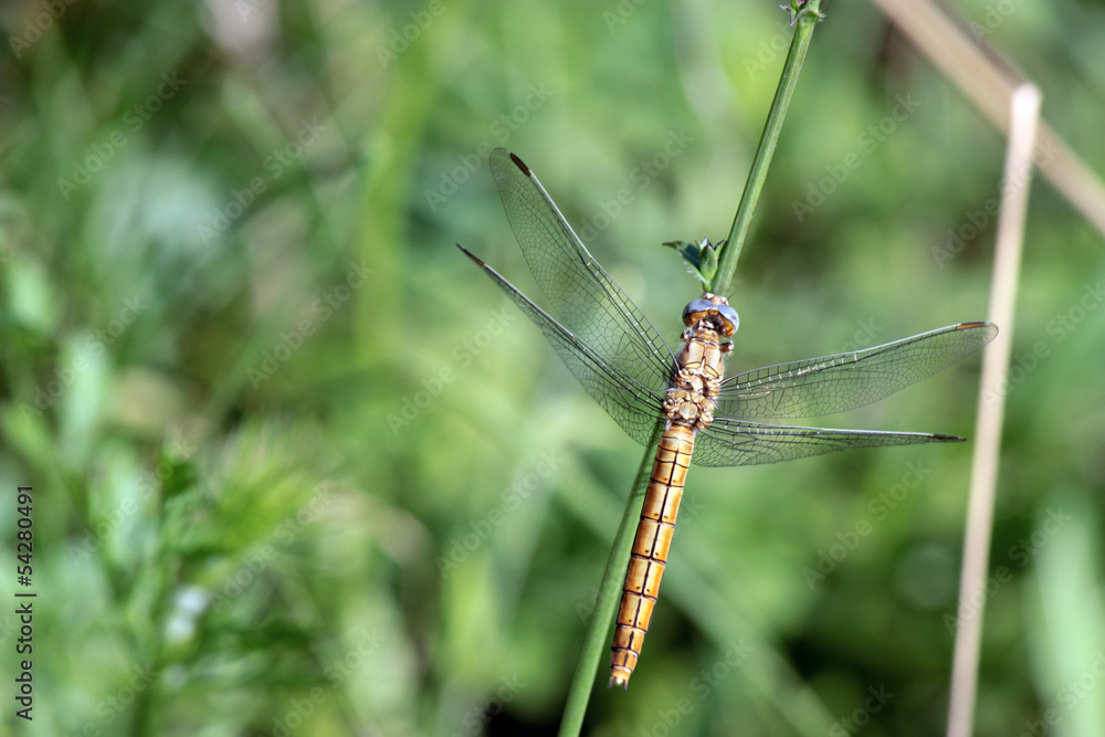 DragonFly DragonFly