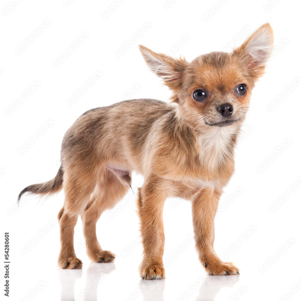 chihuahua isolated on white background chihuahua isolated on white background