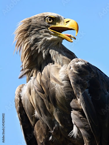 eagle