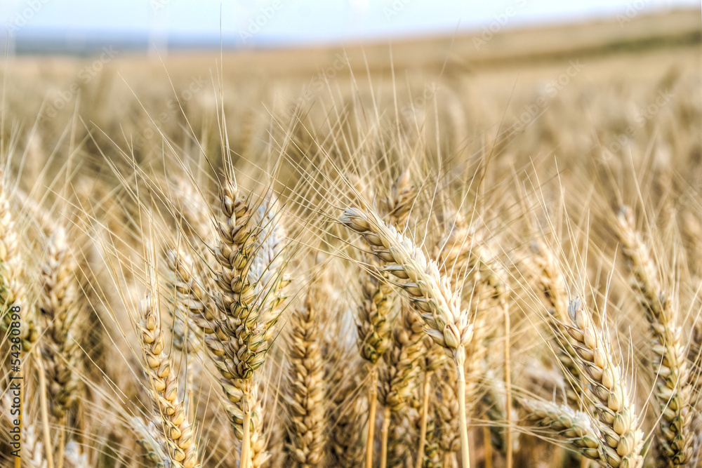 Golden wheat