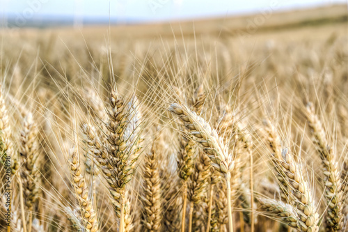 Obraz na płótnie Golden wheat w salonie