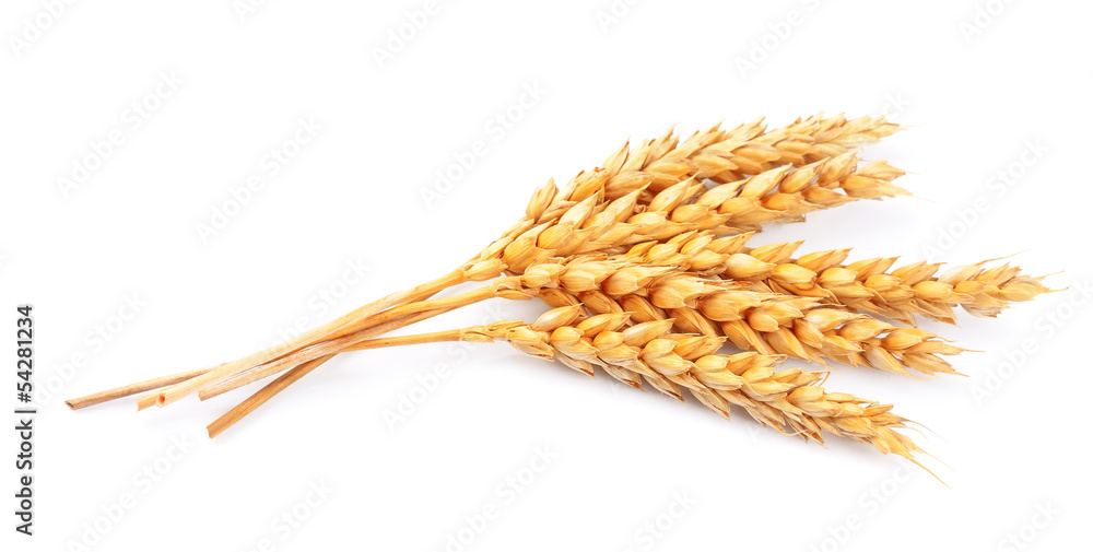 wheat isolated - obrazy, fototapety, plakaty 