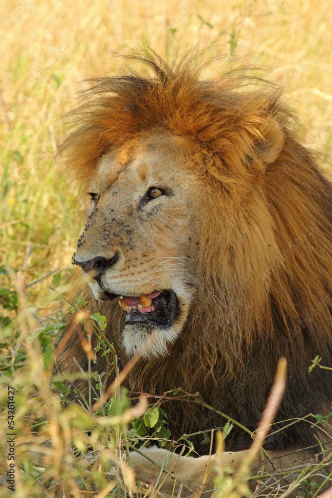 Male lion resting