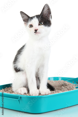 Small kitten in blue plastic litter cat isolated on white