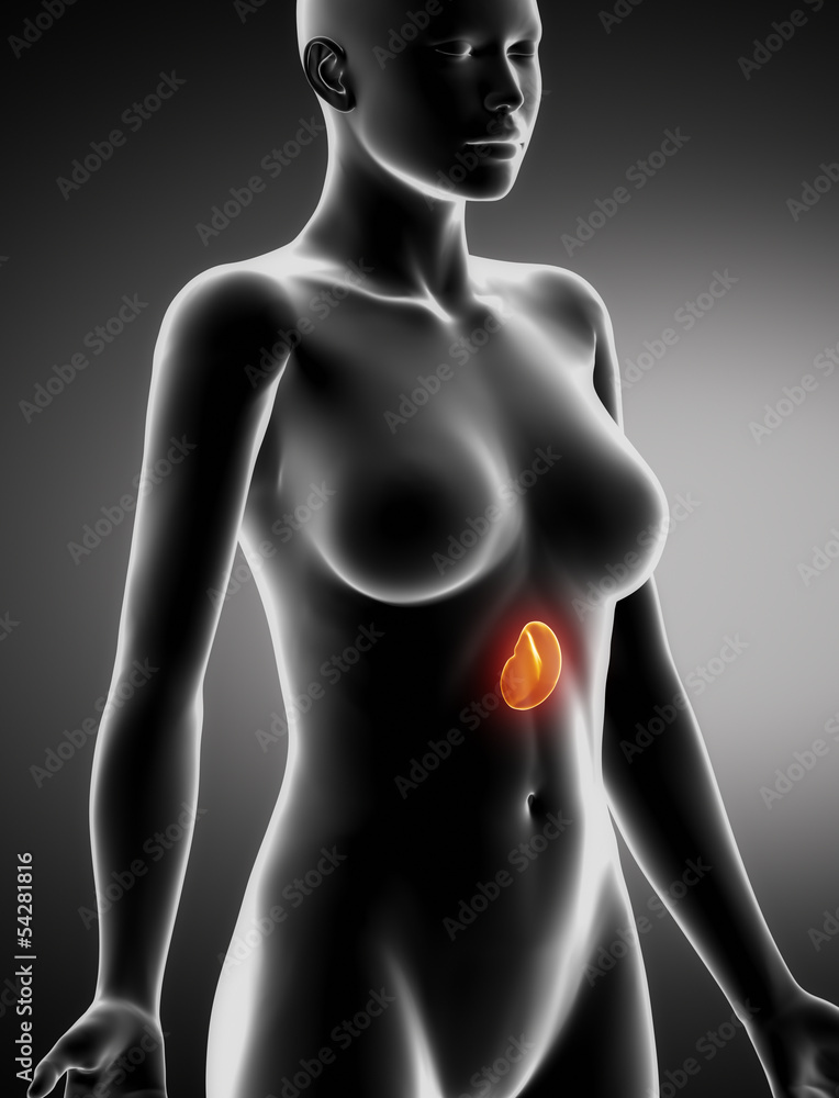 Female SPLEEN anatomy x-ray lateral view Female SPLEEN anatomy x-ray lateral view