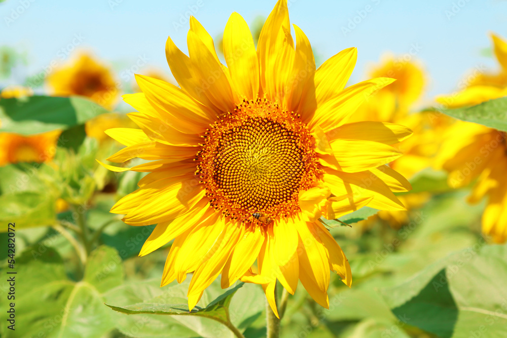 Beautiful sunflower in the field, close up Beautiful sunflower in the field, close up