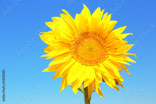 Fototapeta Naklejka Na Ścianę i Meble -  Beautiful sunflower on blue sky background, close up