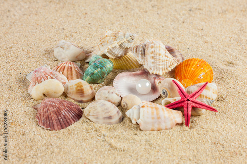 seashells und starfish on sand