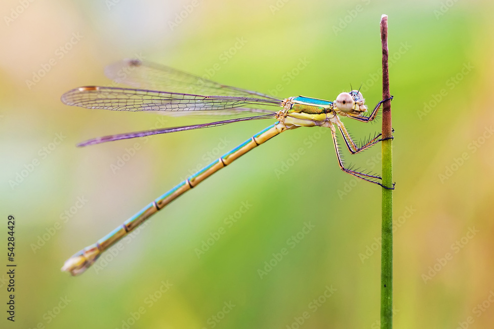 Green dragonfly Green dragonfly