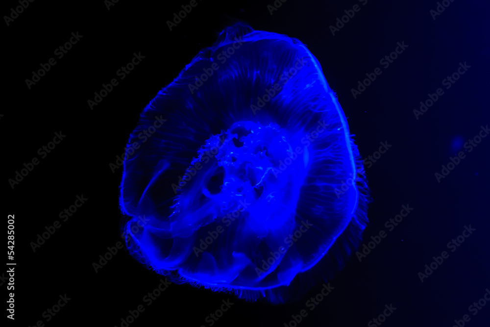 Obraz premium Blue jellyfish