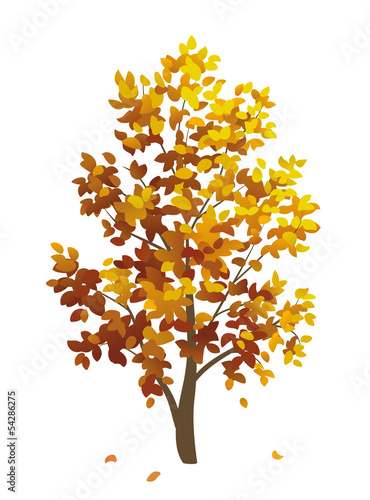 Autumn tree
