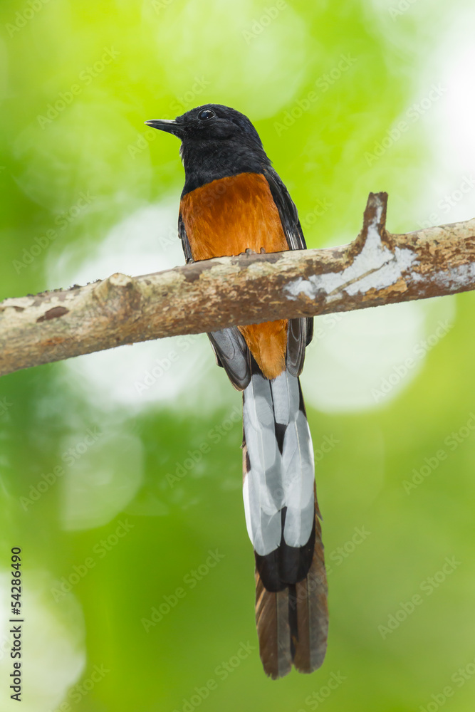 Fototapeta premium Close up of White-Rumped Shama
