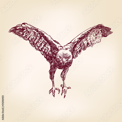 hawk - hand drawn  vector illustration  isolated