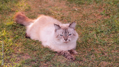 кот пушистый с голубыми глазами на природе photo