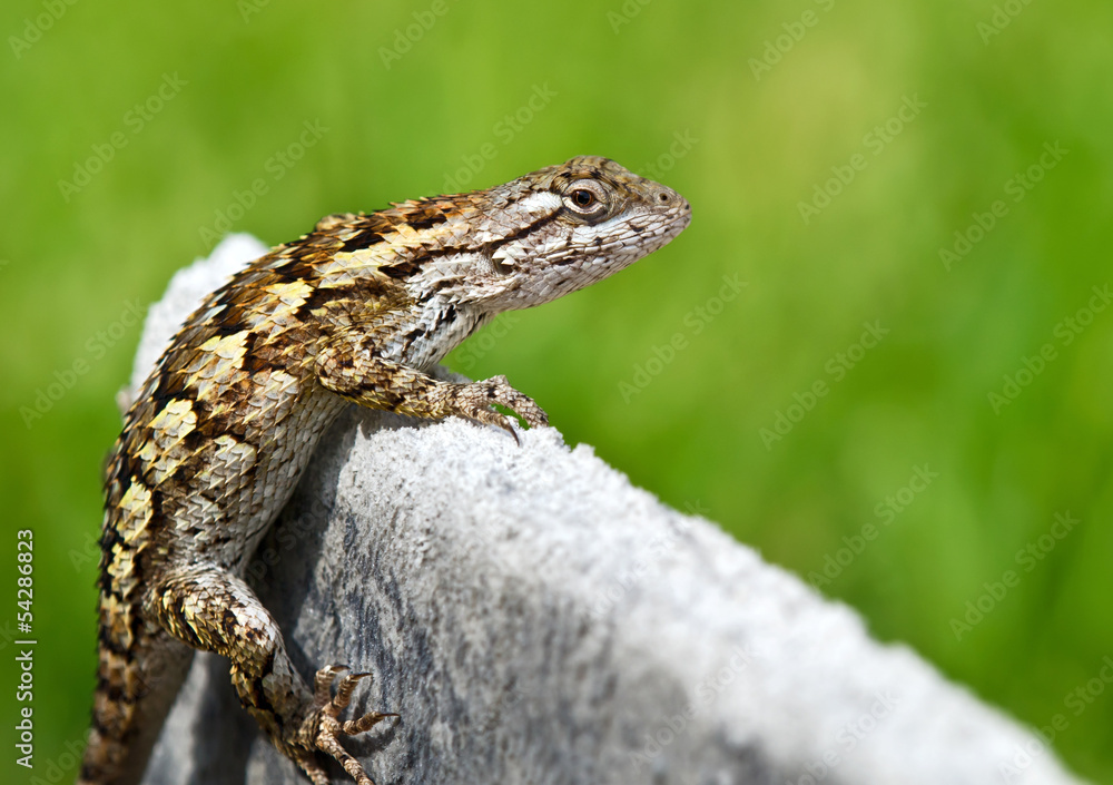 Naklejka premium Texas spiny lizard (Sceloporus olivaceus) basking in garden