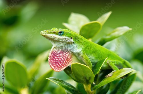 Green Anole lizard (Anolis carolinensis) showing off pink dewlap