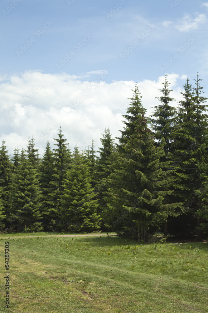 Fototapeta premium dense coniferous forests and mountain road