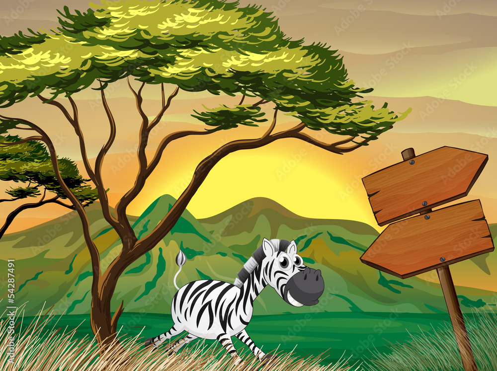 Naklejka premium A zebra running following the wooden arrowboards