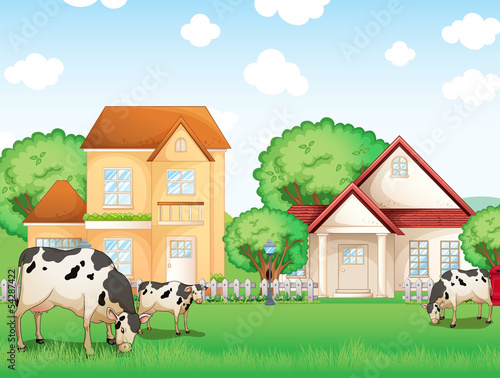 Three cows eating in front of the neighborhood