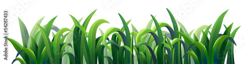 Green elongated grasses