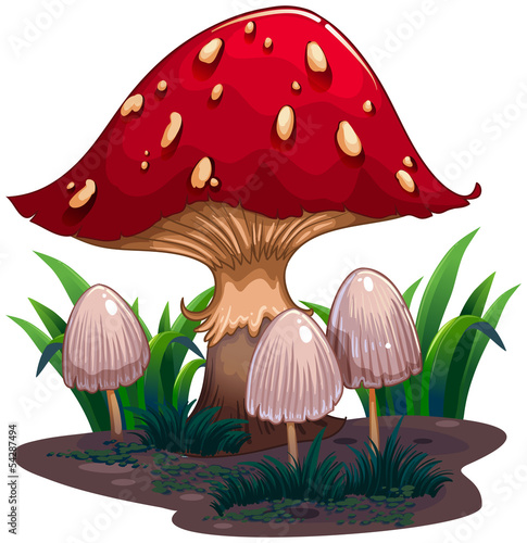 An image of a huge mushroom