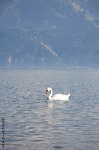 Fototapeta Naklejka Na Ścianę i Meble -  A swan swimming in Lake Geneva, Switzerland