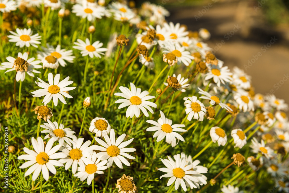 Camomile