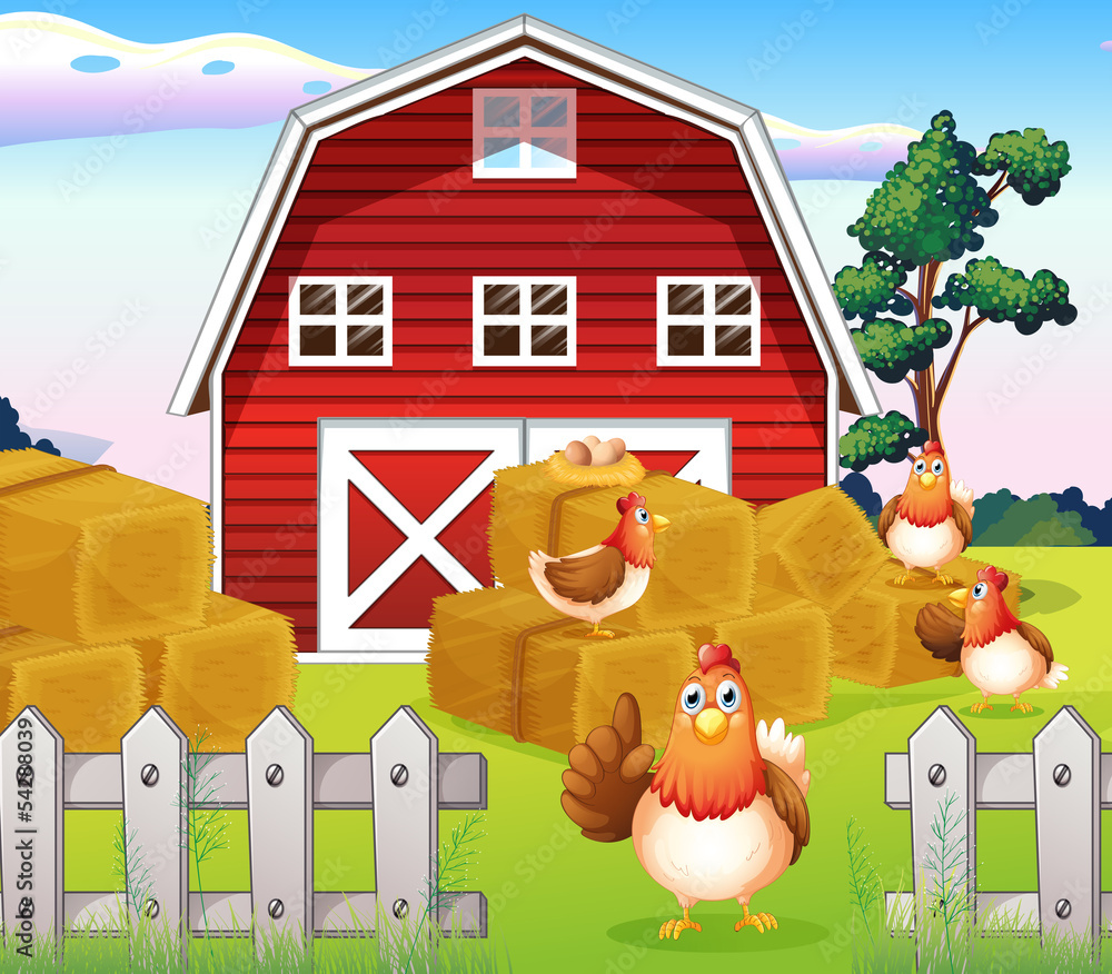 Chickens at the farm near the red barnhouse Chickens at the farm near the red barnhouse