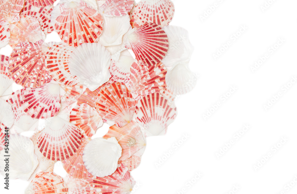 Naklejka premium sea shell background 