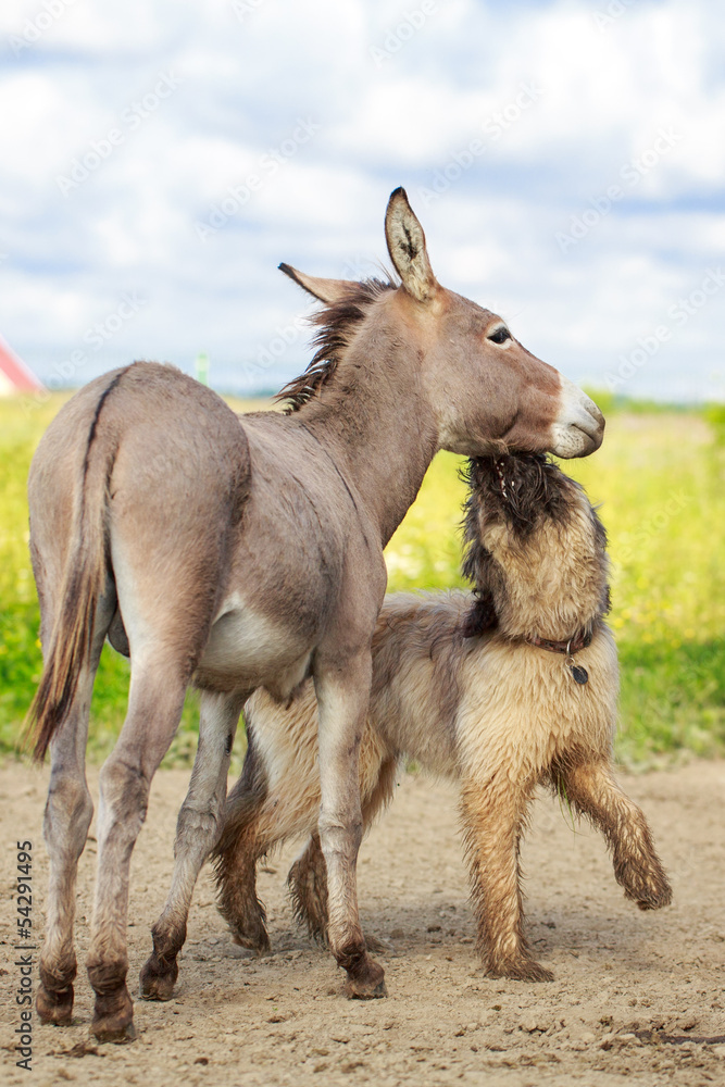 Grey donkey and briard dog