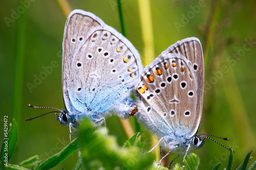 Wallpaper Mural two butterflies mating Torontodigital.ca
