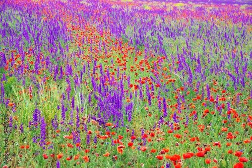 Fototapeta Naklejka Na Ścianę i Meble -  Beautiful poppy and lavender meadow background