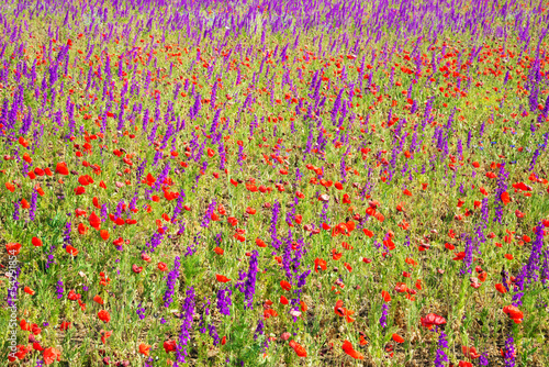 Beautiful poppy and lavender meadow background