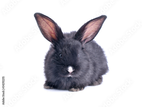 close-up of cute black rabbit eating green salad