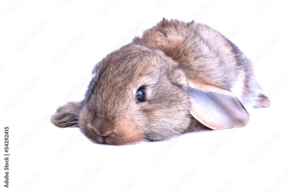Adorable rabbit isolated on a white background Adorable rabbit isolated on a white background