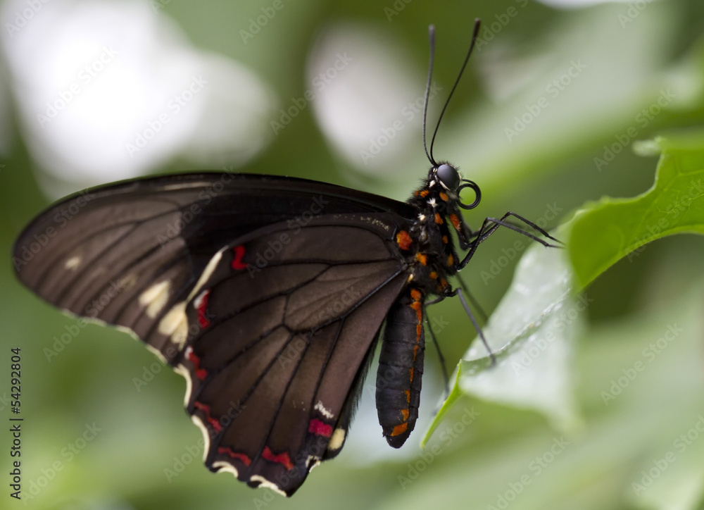 Fototapeta premium Butterfly on a green leaf