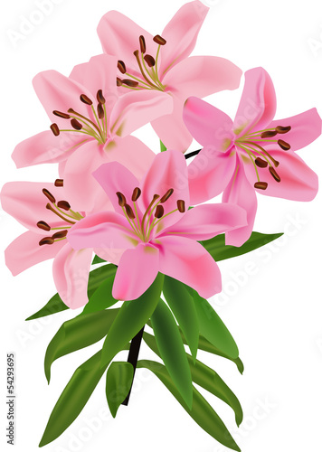 Fototapeta Naklejka Na Ścianę i Meble -  single pink lily isolated on white background