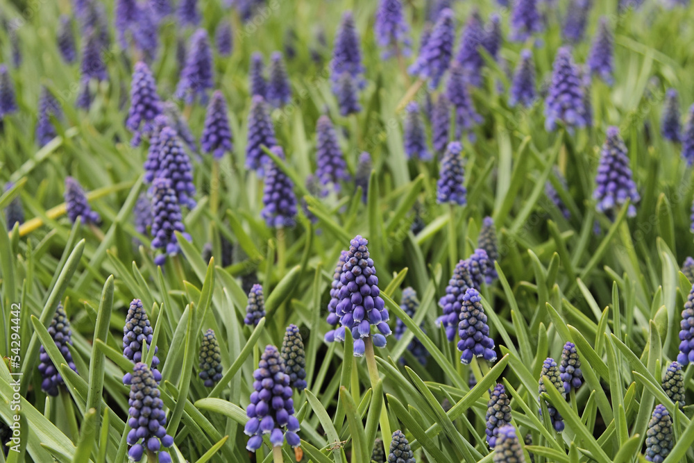 Fototapeta premium Hyacinth