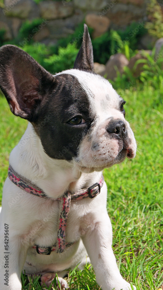 French bulldog puppy French bulldog puppy