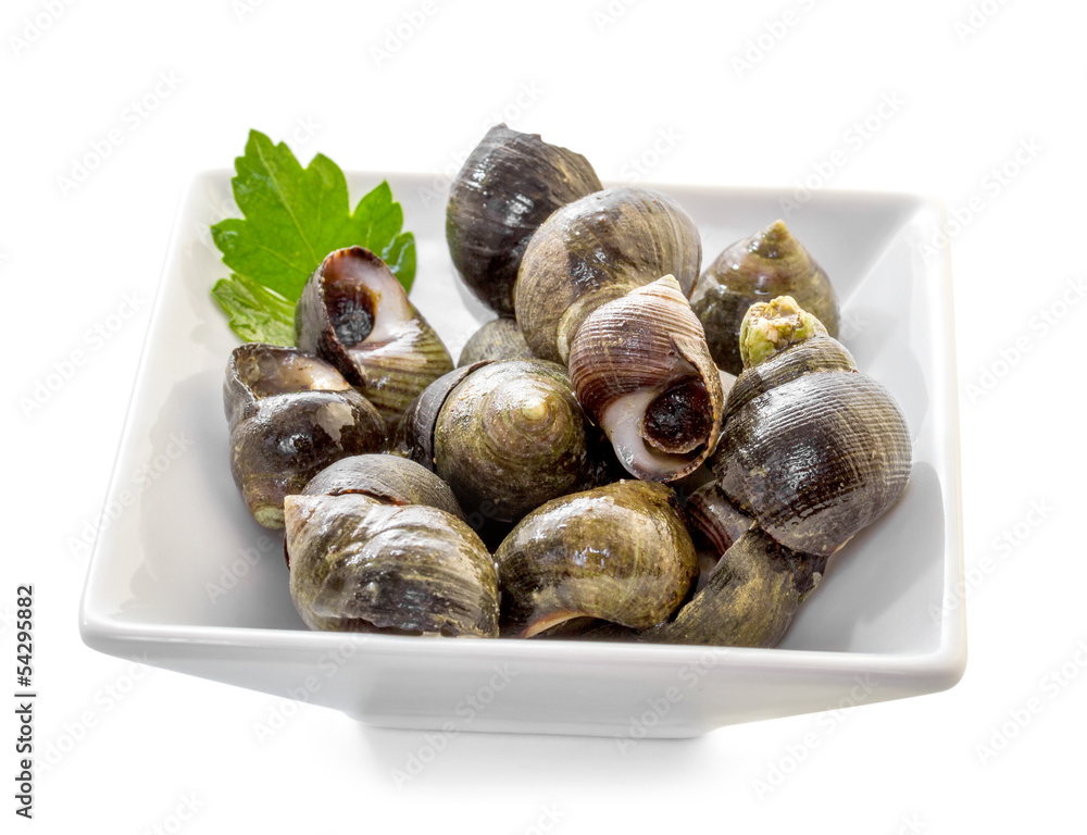 Sea shells with herbs on a white background Sea shells with herbs on a white background