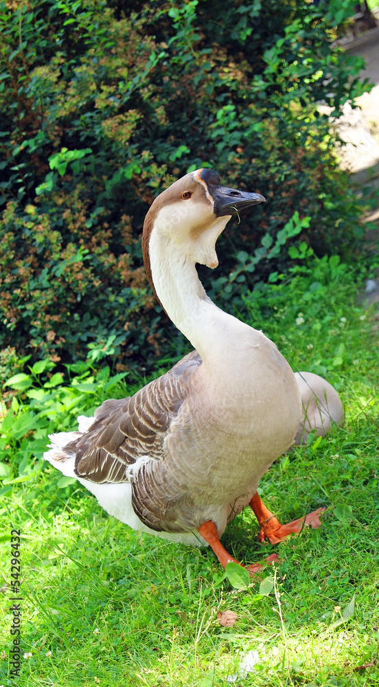 Close-up of a goose face