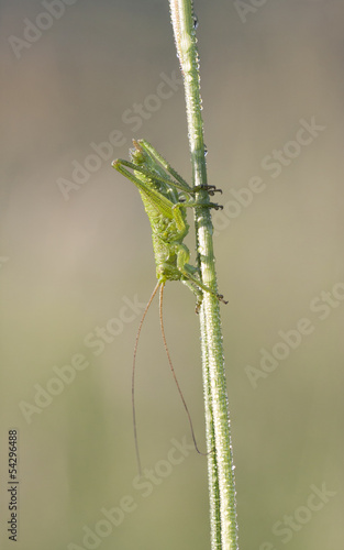 Wet grasshopper on a plant straw
