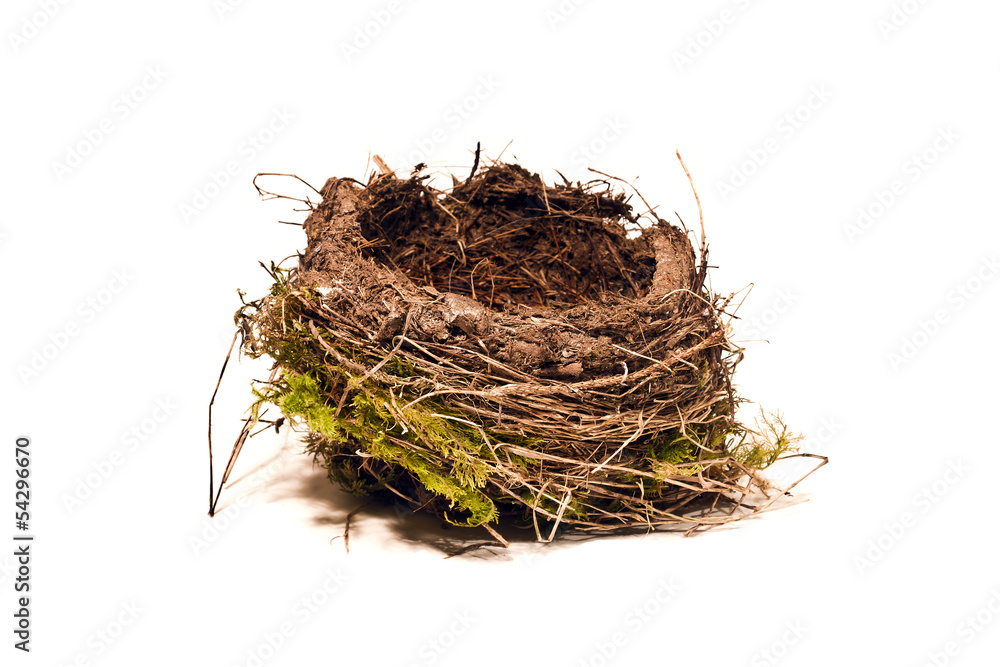 Obraz premium nid d'oiseau détouré sur blanc