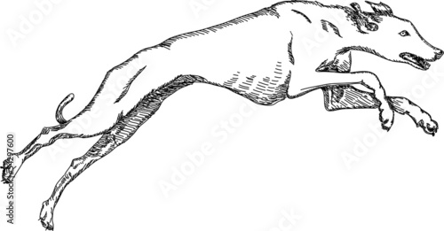 running greyhound