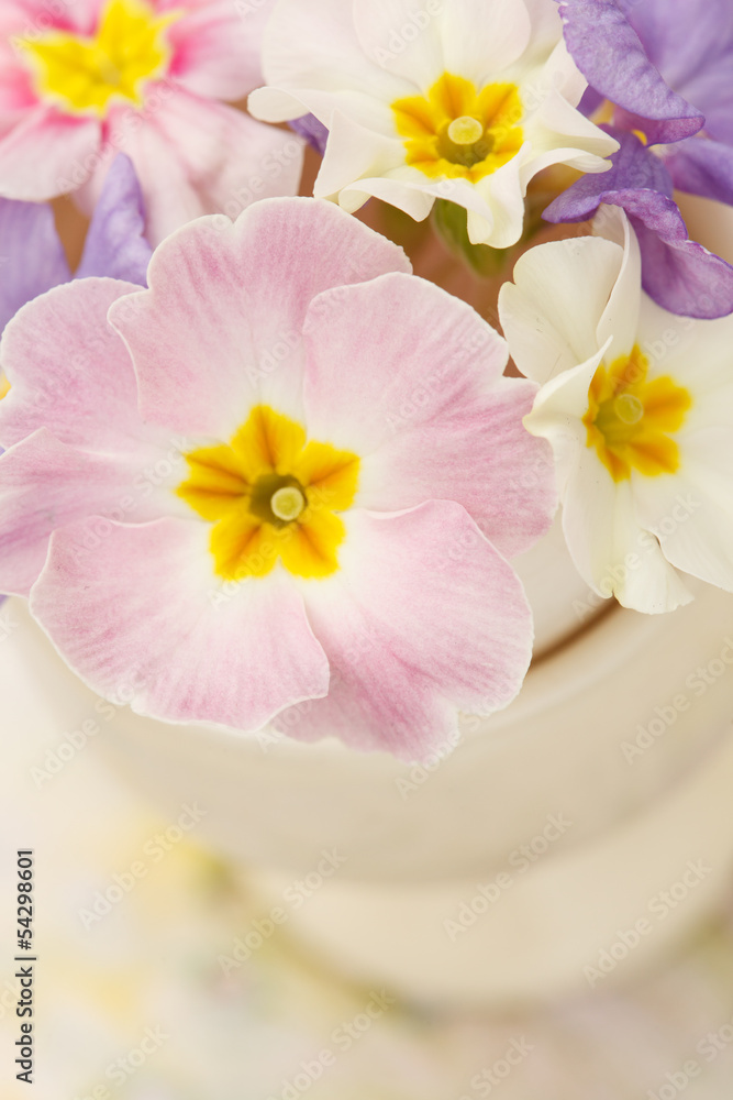 spring flowers spring flowers